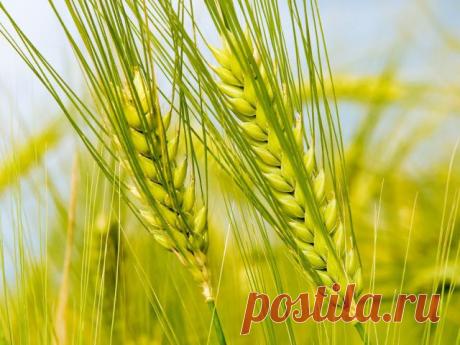 Рожь для оздоровления почвы | Дачный участок