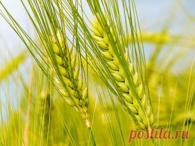 Рожь для оздоровления почвы | Дачный участок