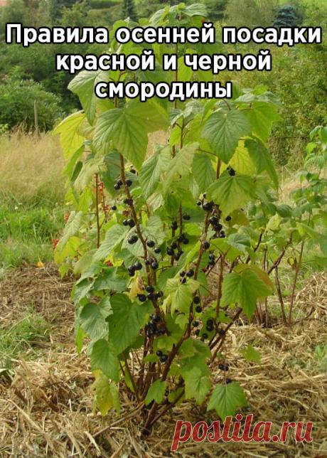 Правила осенней посадки красной и черной смородины