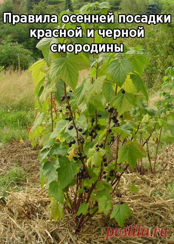 Правила осенней посадки красной и черной смородины