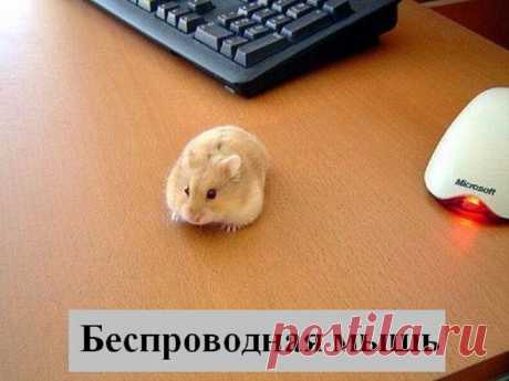 ВЕСЁЛЫЕ ЗВЕРЮШКИ )))