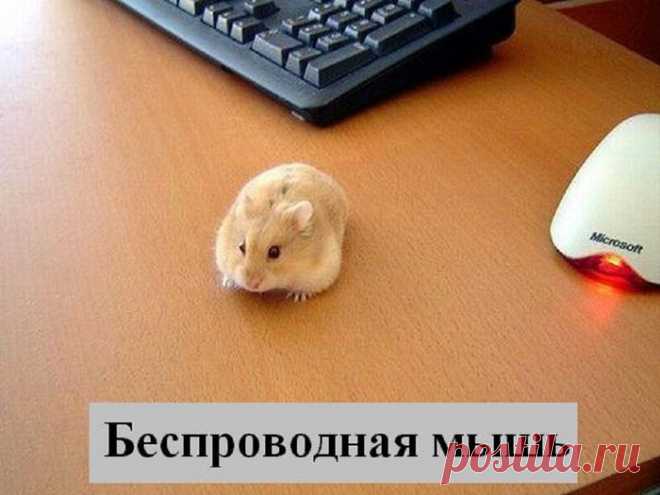 ВЕСЁЛЫЕ ЗВЕРЮШКИ )))