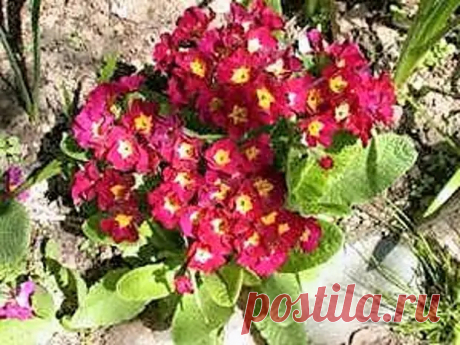 Примула выращивание и уход в домашних условиях - Огород, сад, балкон - 11 сентября - 43007528440 - Медиаплатформа МирТесен