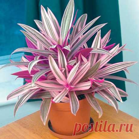 Комнатное растение Рео (латинское Rhoeo). Рео выращивают ради его декоративно окрашенных листьев. Родина растений - влажные тропические леса Мексики, территория Центральной Америки, Антильские острова и Флорида. По мере роста нижние листья опадают, а верхние образуют розетку. Цветение при благоприятных условиях может продолжаться в течение всего года.