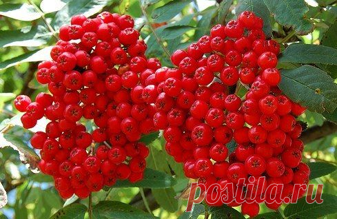 Рябина: сорта, посадка и уход, декоративность, фото