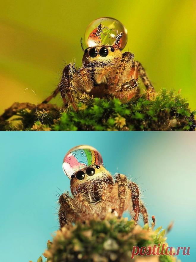 Пауки в шапочках из воды