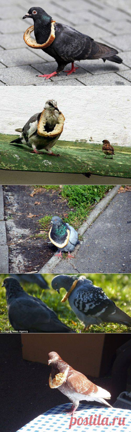 Украшение для голубей (12 фото)