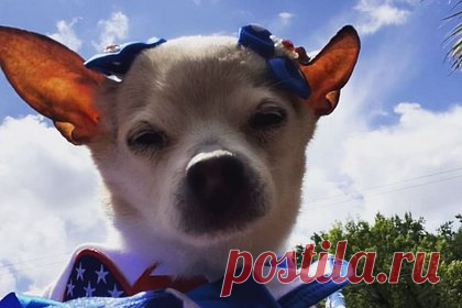 Самая старая собака в мире умерла в 22 года. В США умерла самая старая собака в мире, той-фокстерьер по кличке Пебблс. Пебблс родилась 28 марта 2000 года на Лонг-Айленде в штате Нью-Йорк. За 22 года жизни той-фокстерьер родила 32 щенка от кобеля по кличке Рокки, который умер в возрасте 16 лет. Хозяйка собаки считает, что секрет долголетия ее питомицы в любви.