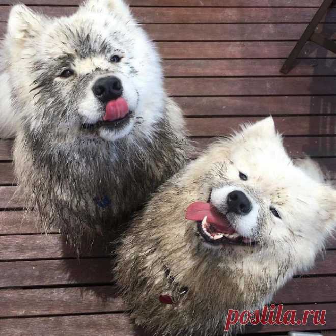 25 фотографий самоедов, которые заставят вас улыбнуться
