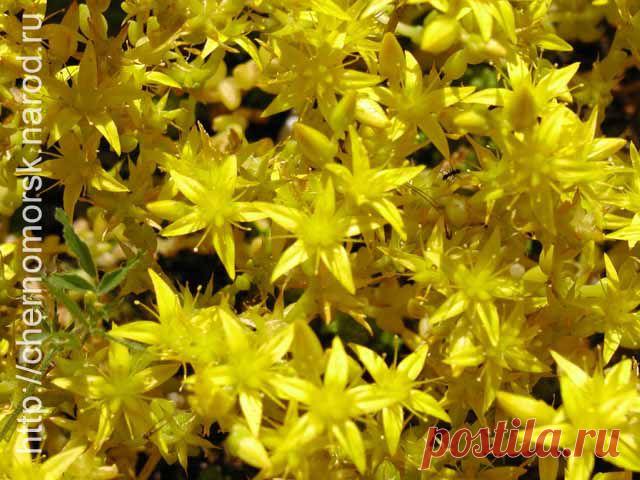 ОЧИТОК ЛОЖНЫЙ