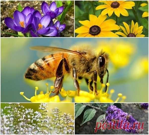 20 Beautiful Flowers To Attract Bees To Your Garden