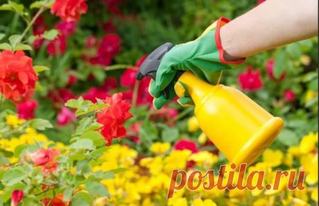 Цветы растут, как на ДРОЖЖАХ/Подкормка комнатных растений Удобрение для комнатных растений на основе дрожжей – это не только полезно и эффективно, а еще просто и доступно. Во-первых, дрожжи могут найтись на кухни многих хозяек, подойдут в любом виде – сыром или сухом. Если их все же нет, то стоят они весьма недорого, и их можно купить...