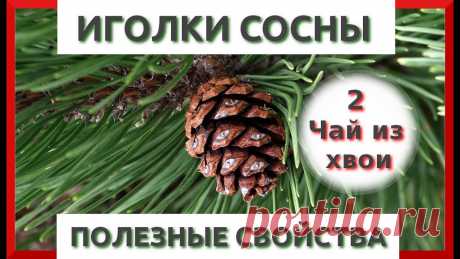 Полезные свойства сосновой хвои
О полезных свойствах сосны известно с давних времен. Сосну относят к самым древним растениям. Это дерево даёт человеку ценную древесину, смолу, а еще способствует очищению воздуха от вредных микроорганизмов. Не зря лечебно-профилактические санатории, оздоровительные лагеря строят в сосновых борах. Народная медицина — рецепты, советы, способы, cекреты и народные средства.
