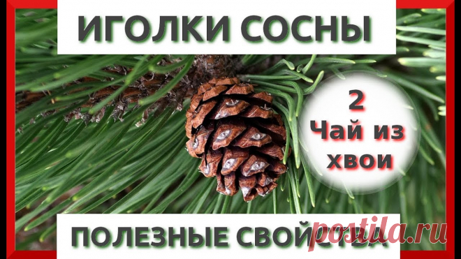 Полезные свойства сосновой хвои
О полезных свойствах сосны известно с давних времен. Сосну относят к самым древним растениям. Это дерево даёт человеку ценную древесину, смолу, а еще способствует очищению воздуха от вредных микроорганизмов. Не зря лечебно-профилактические санатории, оздоровительные лагеря строят в сосновых борах. Народная медицина — рецепты, советы, способы, cекреты и народные средства.