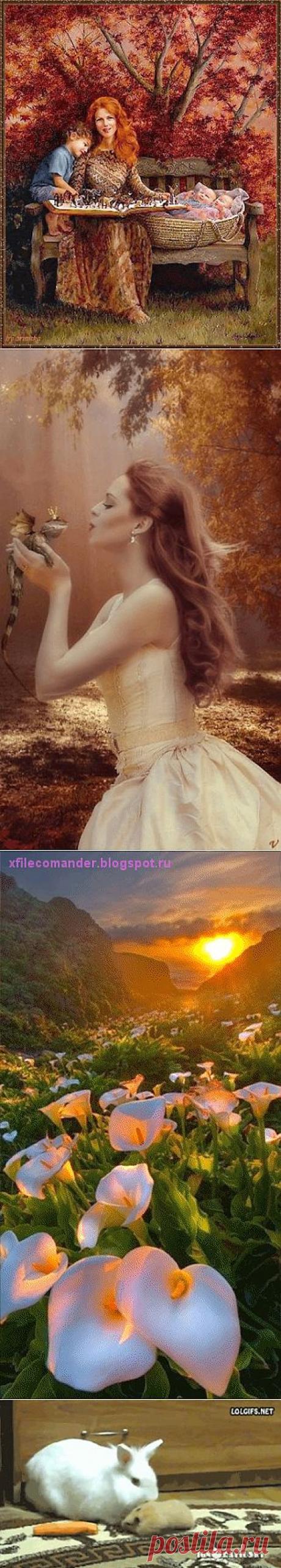 Живые фотографии – Сообщество – Google+