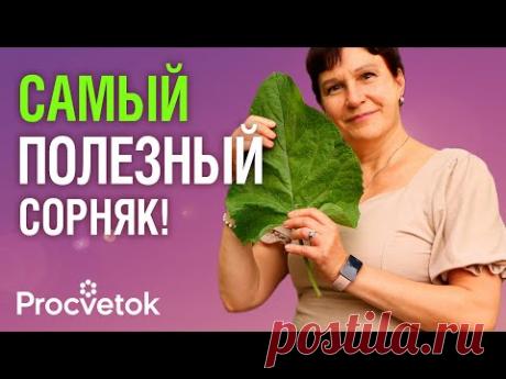 ЕСЛИ ХОТИТЕ ЖИТЬ ДОЛГО И НИЧЕМ НЕ БОЛЕТЬ, сделайте сок из этого сорняка!