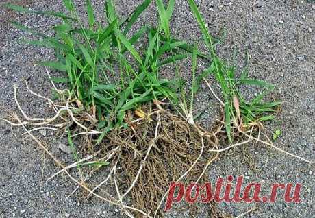 Скоро начнётся активный рост трав. Поэтому, думаю, многим кстати придутся советы монастырской травницы Е. Ф. Зайцевой. 

- Мы бережем картошку, а сорняки выбрасываем. А они бывают ценнее, чем картошка. Никакие сорняки выбрасывать нельзя. Придет день для каждого человека, когда ему будет нужна не картошка, а лечение. Все сорняки лечат! Все эти трудноискоренимые сорняки утверждают свою необходимость всему живому на земле. 

Я всегда говорю : "Не хотите ничем болеть - накопай...