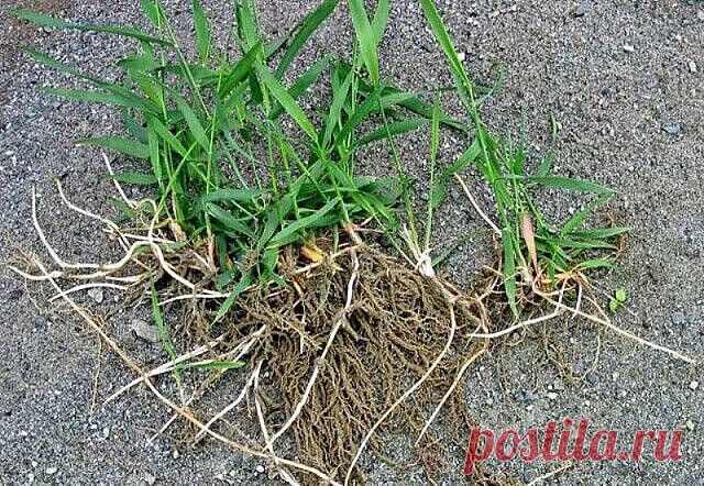 Скоро начнётся активный рост трав. Поэтому, думаю, многим кстати придутся советы монастырской травницы Е. Ф. Зайцевой. 

- Мы бережем картошку, а сорняки выбрасываем. А они бывают ценнее, чем картошка. Никакие сорняки выбрасывать нельзя. Придет день для каждого человека, когда ему будет нужна не картошка, а лечение. Все сорняки лечат! Все эти трудноискоренимые сорняки утверждают свою необходимость всему живому на земле. 

Я всегда говорю : 