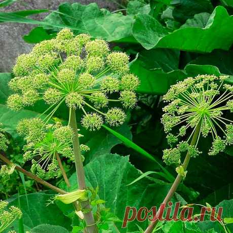 Лекарственное растение Дудник (Angelica archangelica). Мощное растение высотой до 2 м с полым, пряным на вкус стеблем, который у основания может быть в руку толщиной. Круглые полые черешки листьев со вздутыми влагалищами. Светло-зеленые листья дважды- или триждыперистые, верхние часто простые перистые; листочки снизу голые. Зеленоватые цветки собраны в зонтики с 20-40 лучами. Цветоножки волосисто опушены только наверху.
Местопроизрастание
Берега рек, ручьев и канав, влажные луга и леса.