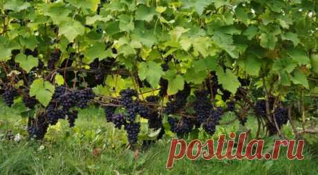 Формировка винограда с первого года и в последующие годы: лучшие способы и виды, схемы, выращивание и дальнейший уход, фото, видео