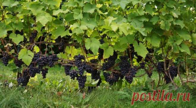 Формировка винограда с первого года и в последующие годы: лучшие способы и виды, схемы, выращивание и дальнейший уход, фото, видео
