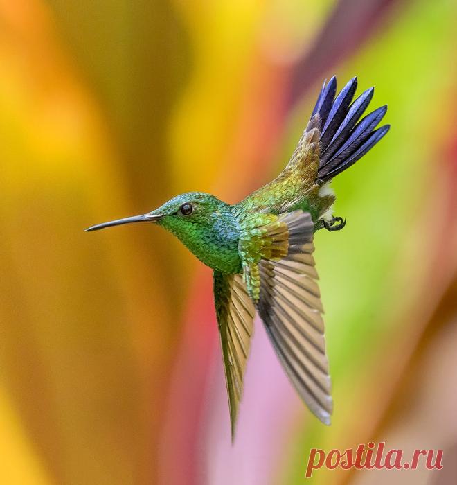 Copper Rumped Hummingbird in flight, Esperanzaalta, Trinidad. Explore pedro lastra's photos on Flickr. pedro lastra has uploaded 7361 photos to Flickr.