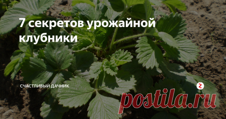7 секретов урожайной клубники Раскрываем секреты урожайной клубники.
1. Удаляйте усы в период цветения, во время плодоношения также нельзя разрастаться усам, иначе это скажется на урожае.
2. Подкормка борной кислотой. Вор очень нужен клубнике. Он способствует формированию завязи, а также цветы меньше осыпаются, становятся крепкими. После подкормки борной кислотой урожай культуры повышается на одну треть. Обработку проводят 2-3