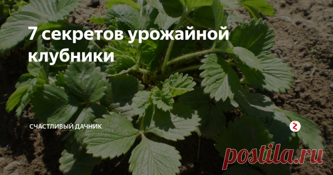 7 секретов урожайной клубники Раскрываем секреты урожайной клубники.
1. Удаляйте усы в период цветения, во время плодоношения также нельзя разрастаться усам, иначе это скажется на урожае.
2. Подкормка борной кислотой. Вор очень нужен клубнике. Он способствует формированию завязи, а также цветы меньше осыпаются, становятся крепкими. После подкормки борной кислотой урожай культуры повышается на одну треть. Обработку проводят 2-3
