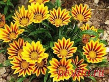 (2) Одноклассники