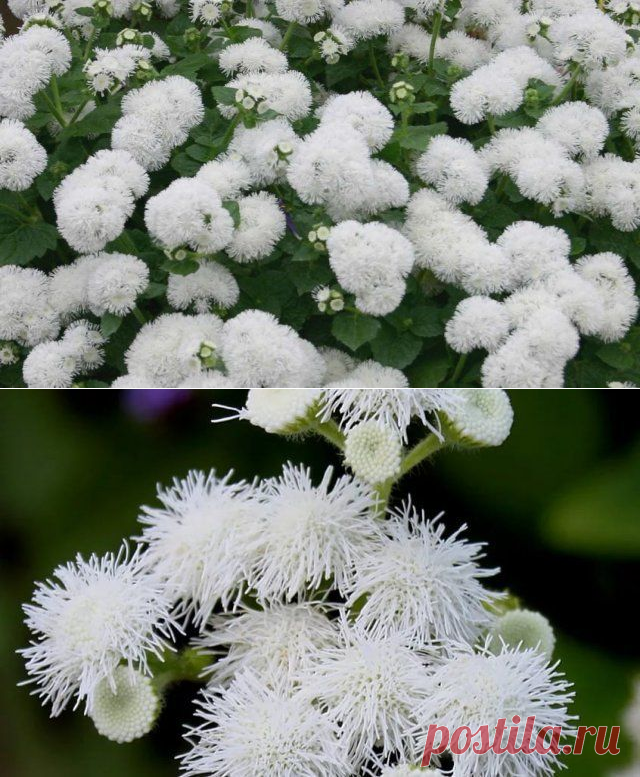 20 однолетников с белыми цветками – подойдут для любого стиля сада