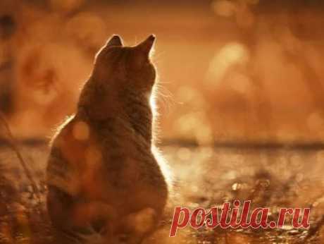 Что кошка никогда не простит человеку | Кошка.ru | Дзен