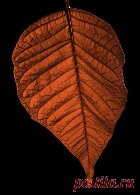Glowing Poinsettia Leaf