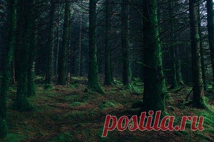 83-летний профессор МГУ пропал после прогулки в лесу в российском регионе. Ученый-физик, профессор Московского государственного университета имени Ломоносова (МГУ) 83-летний Николай Каск пропал после прогулки в лесу в Тверской области. По данным издания MK.RU, пожилой мужчина исчез еще 6 июля. Каск летом проживал на принадлежащей семье даче, расположенной в деревне Ширково.