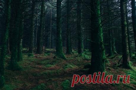 83-летний профессор МГУ пропал после прогулки в лесу в российском регионе. Ученый-физик, профессор Московского государственного университета имени Ломоносова (МГУ) 83-летний Николай Каск пропал после прогулки в лесу в Тверской области. По данным издания MK.RU, пожилой мужчина исчез еще 6 июля. Каск летом проживал на принадлежащей семье даче, расположенной в деревне Ширково.