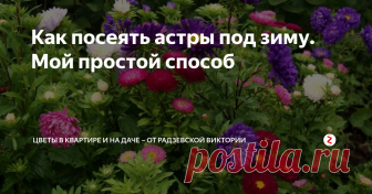 Как посеять астры под зиму. Мой простой способ Астры очень красивые многолетние цветы. Несколько лет подряд я сажаю их под зиму и у меня вырастают прекрасные и крепкие цветы. После такой посадки теперь не требуется тратить время на выращивание рассады цветов и их посадку.  Расскажу о моем простом способе посадки многолетников под зиму.
