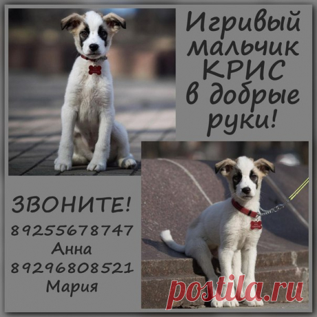 Игривый мальчик Крис в добрые руки!  Москва и МО

Ищет дом и любящих хозяев щенок Крис. Возраст 2,5 месяца. Очень нежный и игривый мальчишка. Прекрасно ладит со всеми, любит собак, кошек, детей. Очень смышлёный и легко поддается дрессировке, уже знает несколько команд. Здоров, привит, вырастет не крупным. Отдается по договору, с дальнейшим ненавязчивым отслеживанием судьбы.
Показать полностью…