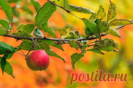 Почему перезревшие яблоки плохо хранятся? |  sotki.ru Лето нынешнего года  оказалось очень щедрым на яблоки. Но у некоторых дачников вскоре после закладки их на хранение мякоть в середине плодов стала буреть. В чем причина? Когда их нужно снимать с яблони?