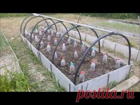 Огурцы на теплой грядке!