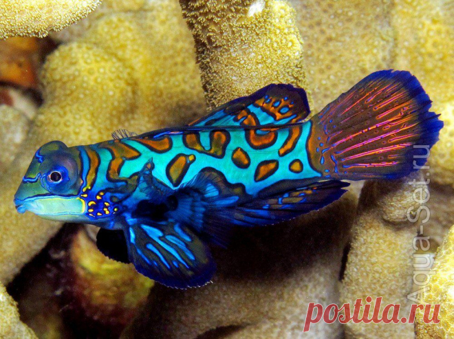 Рыбка мандаринка - Synchiropus splendidus