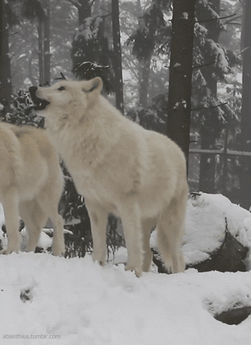 Magical Christmas Moments