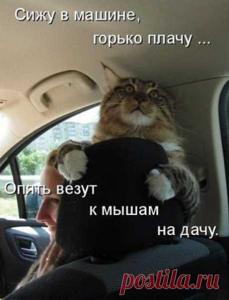 Без комментария