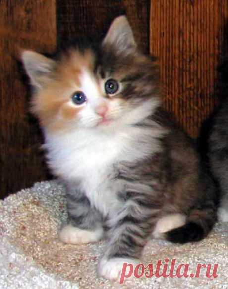 pretty little baby - Go Cute Kitty!