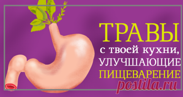 Пряные травы с Вашей кухни придут на помощь желудку, избавят от газов и бактерии хеликобактер пилори | моя записная книжка | Яндекс Дзен