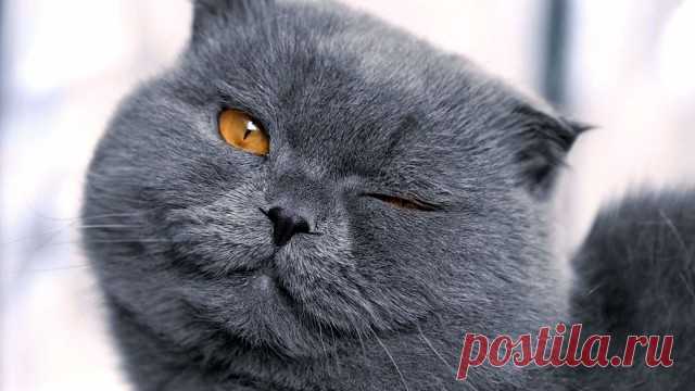 (55) Одноклассники
