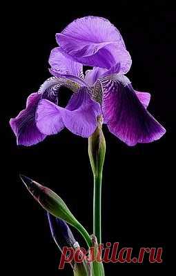 iris   |   Pinterest • Всемирный каталог идей