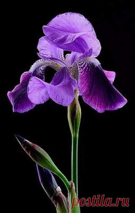 iris   |   Pinterest • Всемирный каталог идей