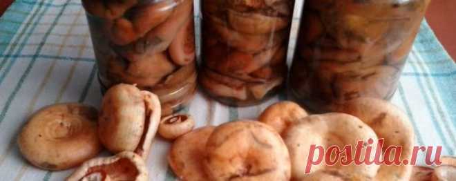 Маринованные рыжики на зиму вкусный рецепт с фото пошагово и видео - TvCook.ru
