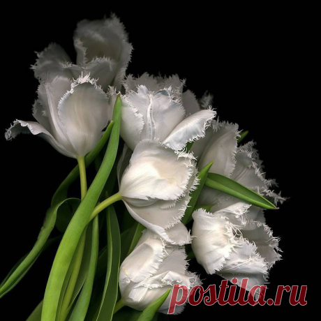 Тюльпаны.
