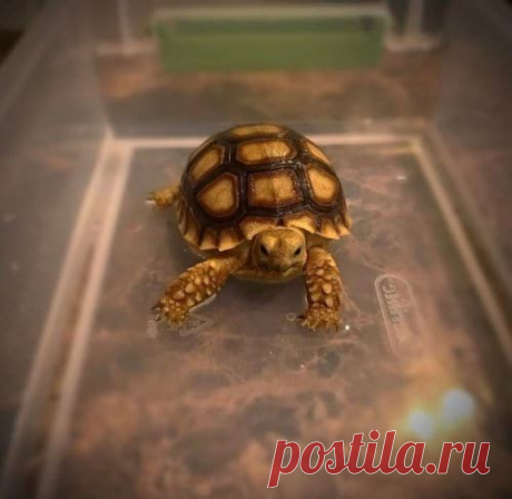 Фотографии очаровательных детёнышей животных, которые подарят вам море приятных эмоций