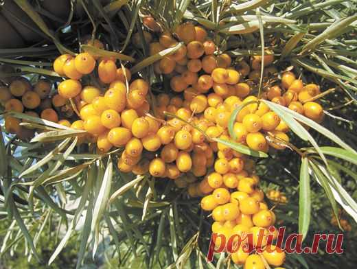 Облепиха в саду — 6 соток